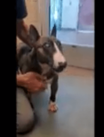 Shelters clearing house waiting for July 4th deluge of dogs listed sweet blind pup to die