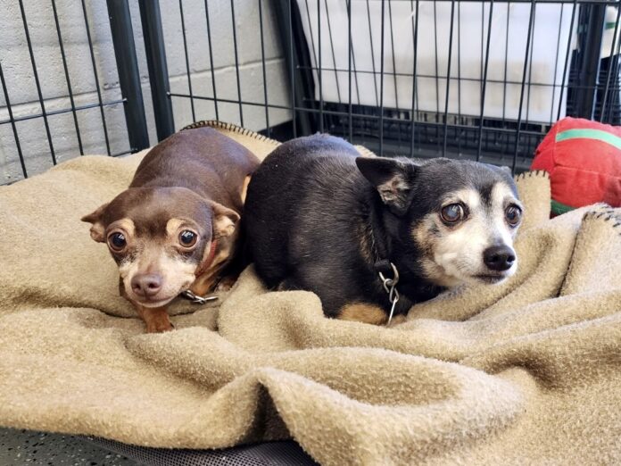 Alone and scared after their owner died their entire world is empty