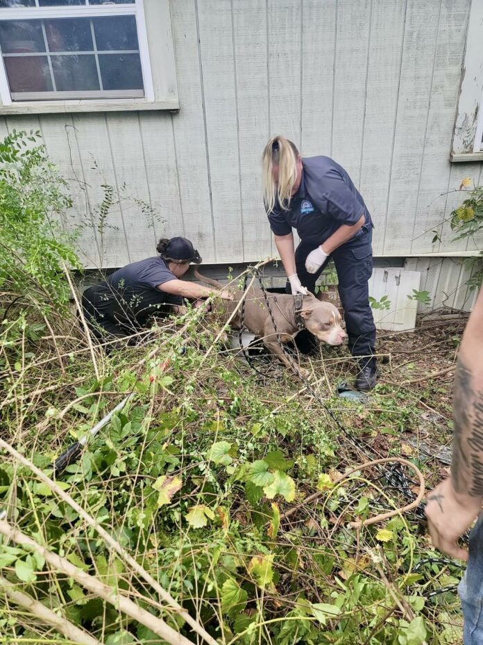 Heartwarming: Rescuers save missing dog stuck under 100 year old house