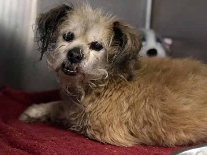 Chopper: Sweet old dog’s family never came for him at shelter