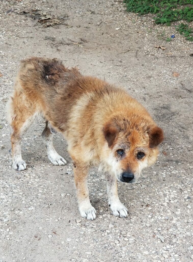 chow-chow-15-1-758x1030-1