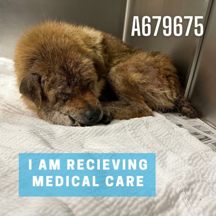 Wanted: Kindness and care for neglected Chow who missed out on love