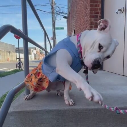 Discarded pup who sees the world with her heart and not her ears will be put to sleep today if help doesn’t come