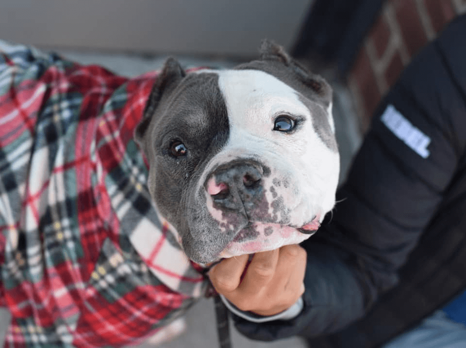 Homeless orphan pup found walking the streets of NYC wearing his shabby coat