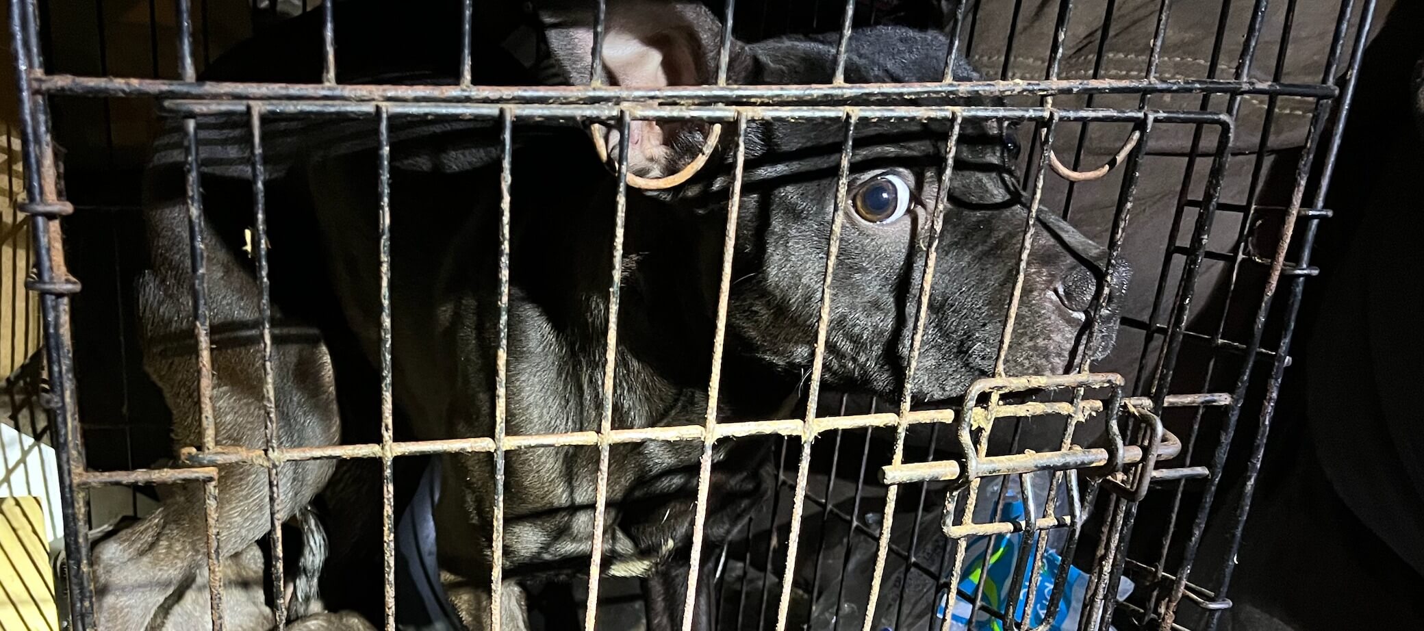 ‘Christmas Rose’ too scared to move survived hell in a cage and will never have to look back