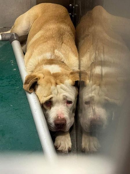 Hearts breaking into a million pieces watching shelter dog about to lose his life