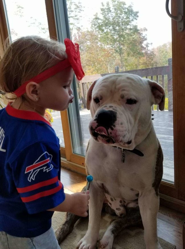 New York judge rules Chunk the pit bull will not be euthanized