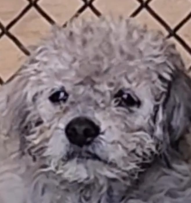 Senior ‘Chunky’ heartbroken when surrendered to frightening shelter