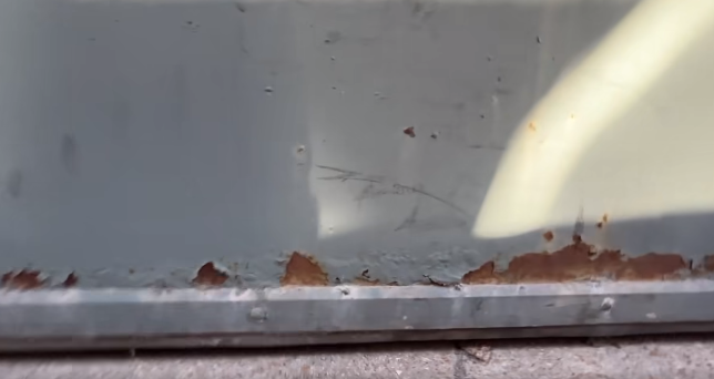 From abandoned pews to freed pups: St. Louis rescue stages abandoned church rescue of trapped puppies