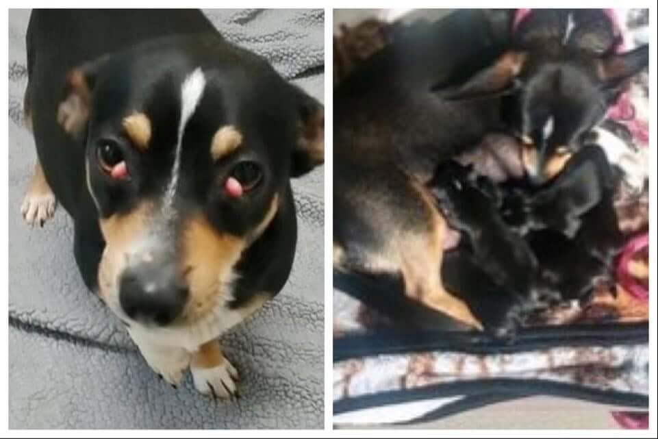 Dumped at Animal Control, mother dog with painful cherry eyes still cares for her puppies