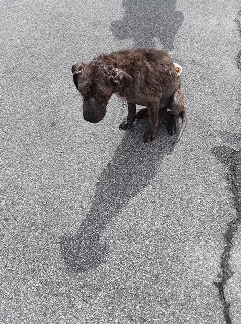 Police asking for public’s help finding abused dog’s owner