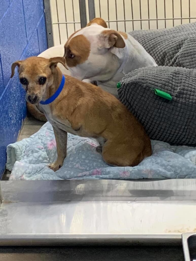 cindy-bonded-pair-1-773x1030-1