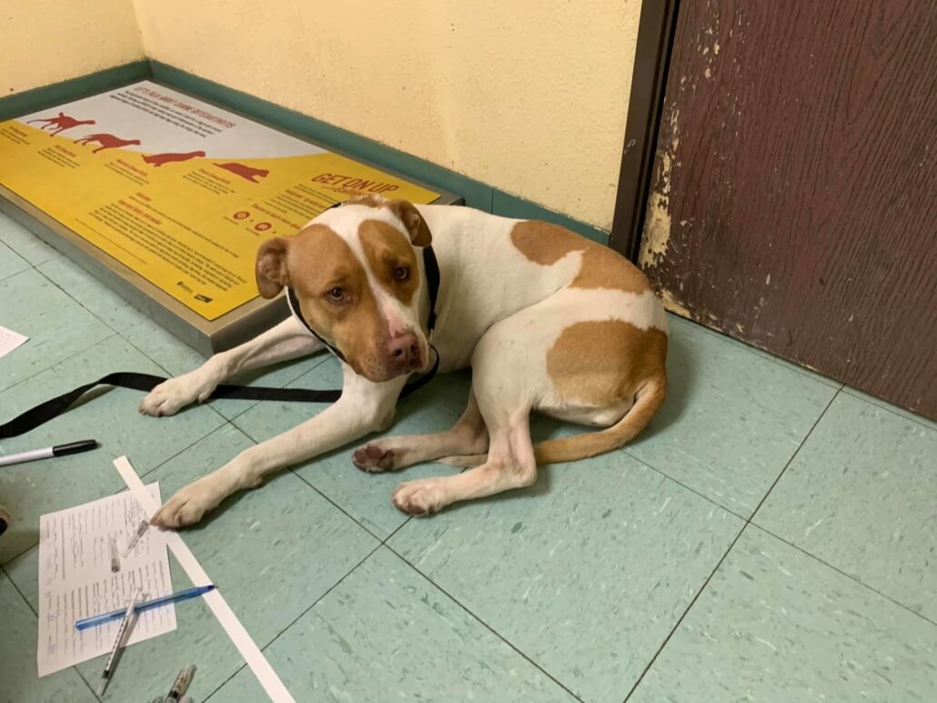 cindy-bonded-pair-2-1030x773-1