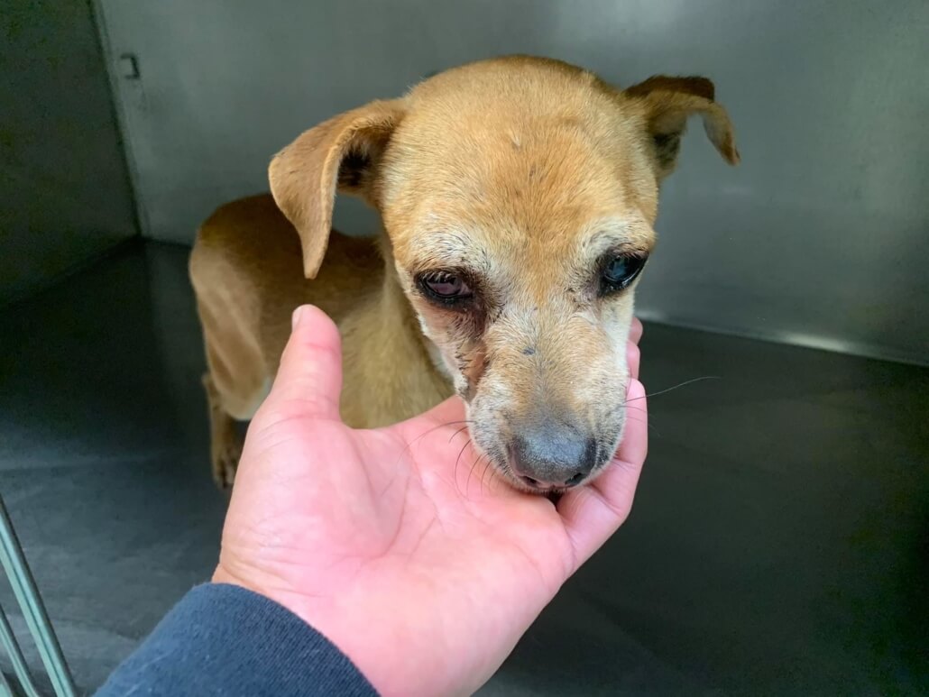 cindy-bonded-pair-3-1030x773-1