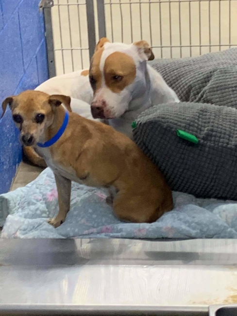 Cindy bonded pair