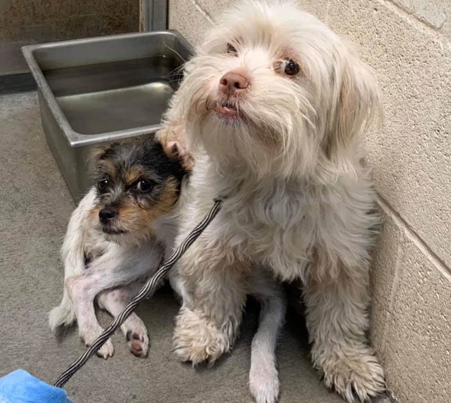 Bonded traumatized dogs left tied to a pole by owner outside shelter