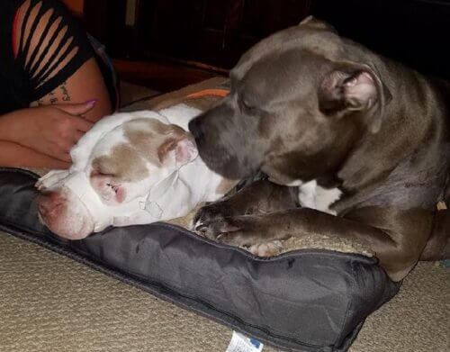Ciroc and Rocko2