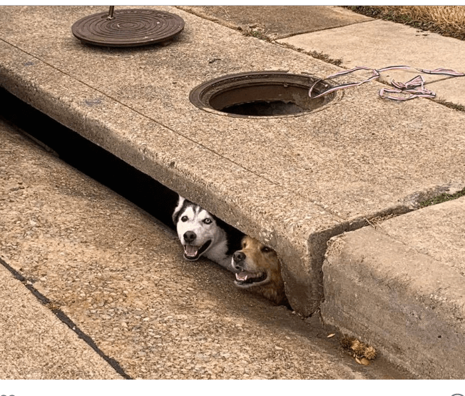 ‘Goofball’ dogs stuck in storm drain rescued by animal control workers