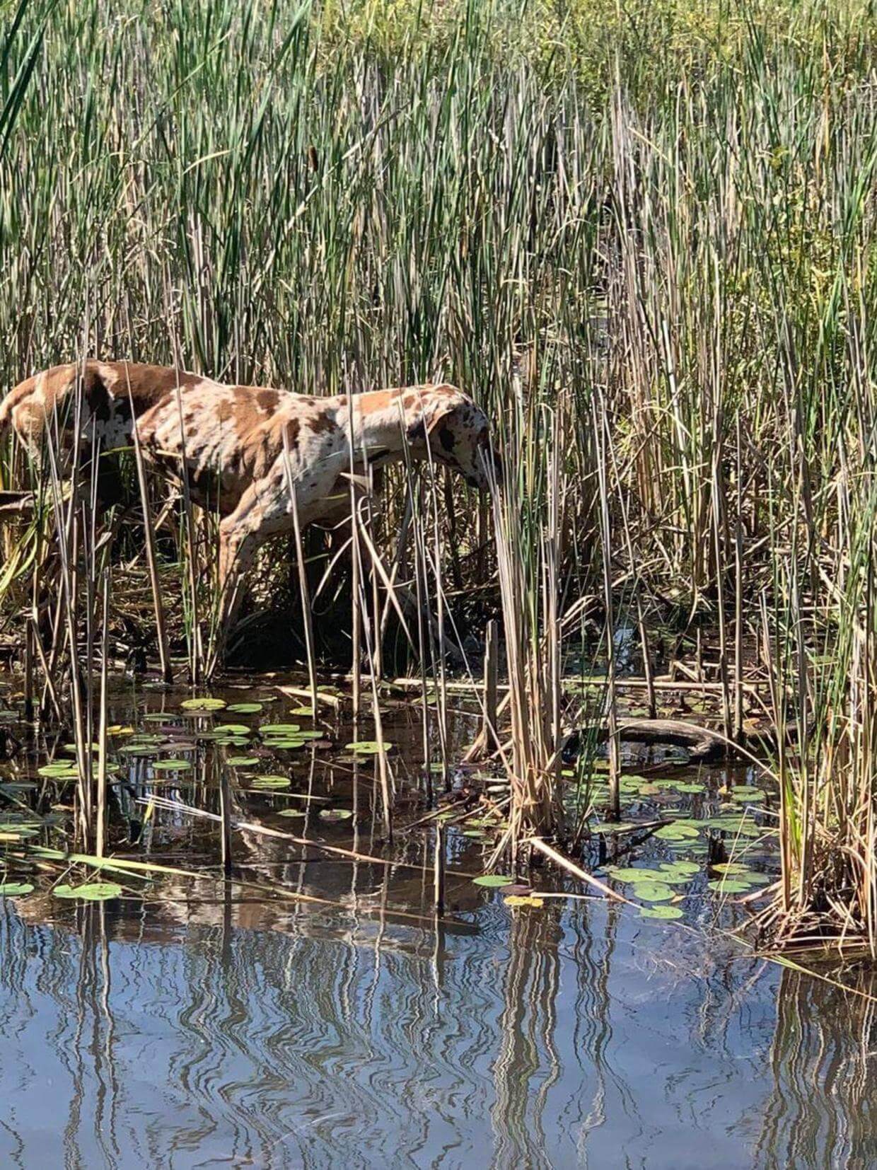 Animal control officers seeking help rescuing a dog stranded on small Clare County island
