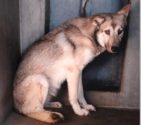 Hidden from public view because ‘she’s fearful’ and expected not to make it out of shelter alive