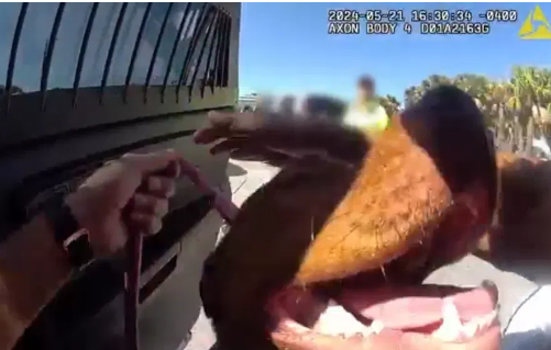 Woman arrested for leaving dog in hot car while she went to the beach in Florida