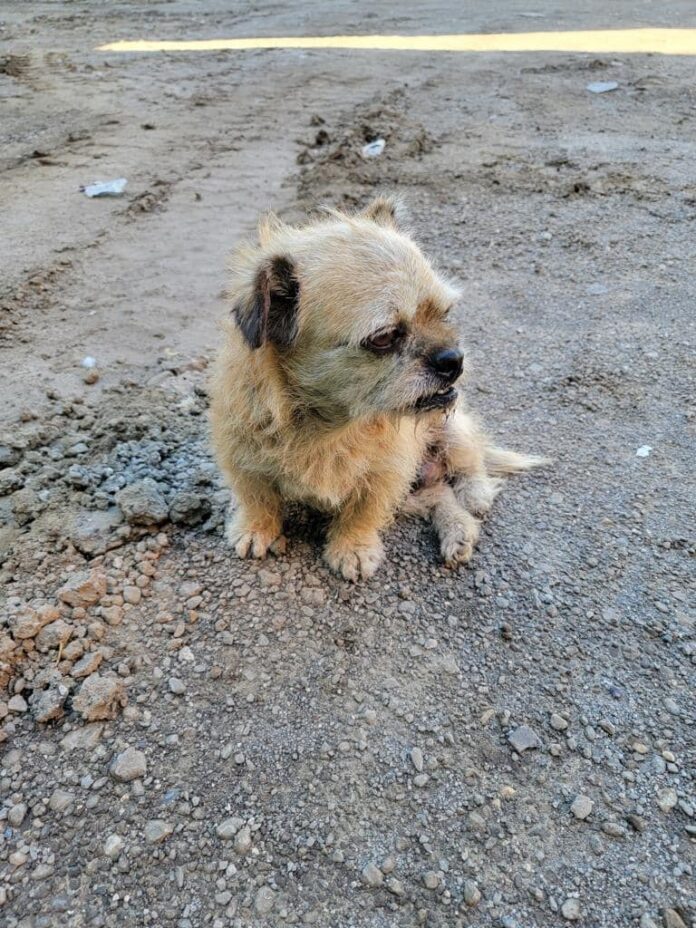 Tiny senior covered in fleas found refuge behind storage containers until help arrived