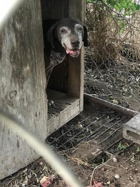 Dog lived 12 years tied to her doghouse amid filth and debris