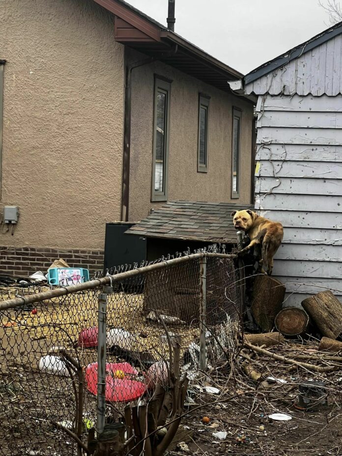 Cletus wasn’t always a happy dog but if he could find a loving home life would be perfect