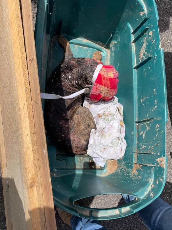 Doberman puppy has only known pain and suffering until help arrived