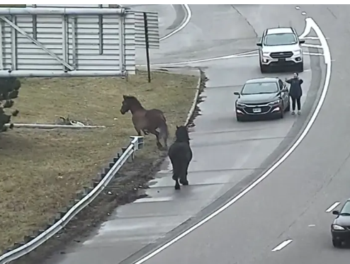 Police horses on the lam galloped down interstate causing quite a traffic spectacle