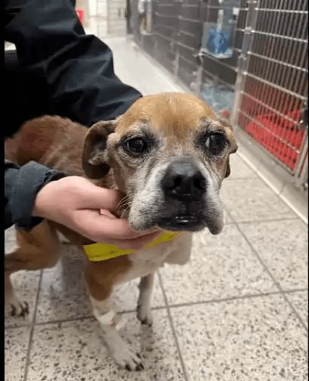 Good Samaritans rescue dog thrown out of car on Cleveland highway