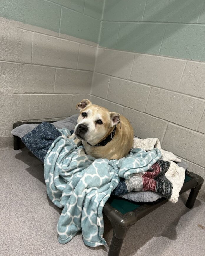 Elderly dog found by dumpster frantically searches for heartless owner who abandoned him