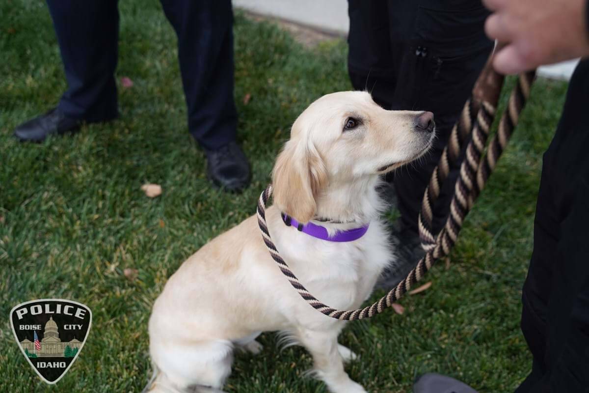 Shelter pup adopted by Boise Police Department to be Wellness Canine