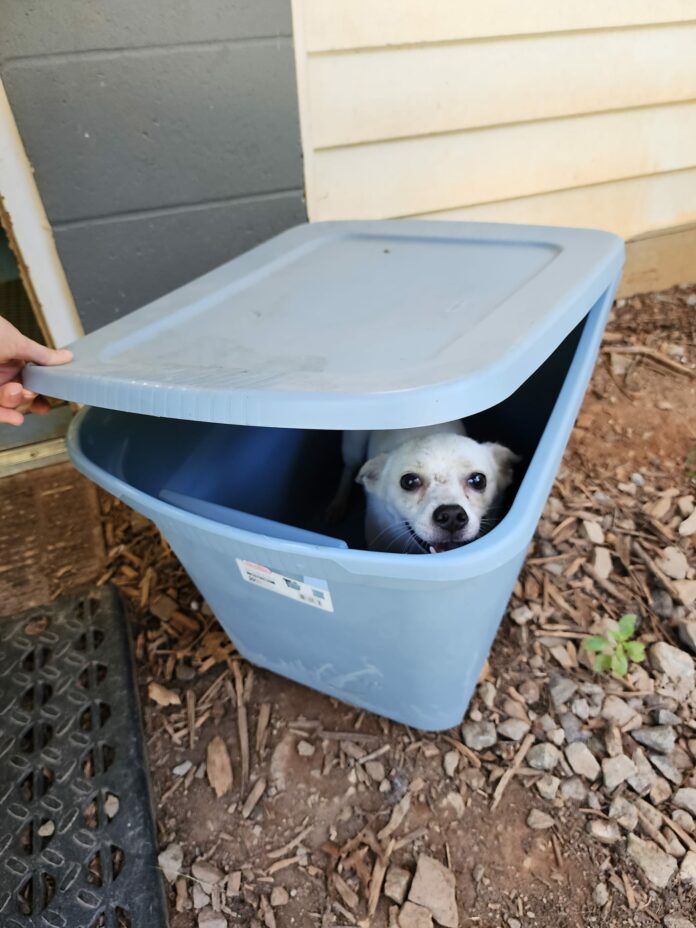Dog abandoned in sealed container behind rescue org in 90 degree heat with no air holes