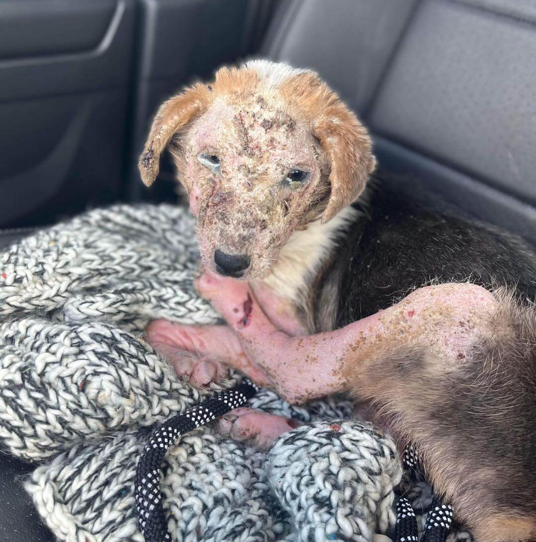 As sad as this puppy appears to be now, her future promises lots of love and happiness