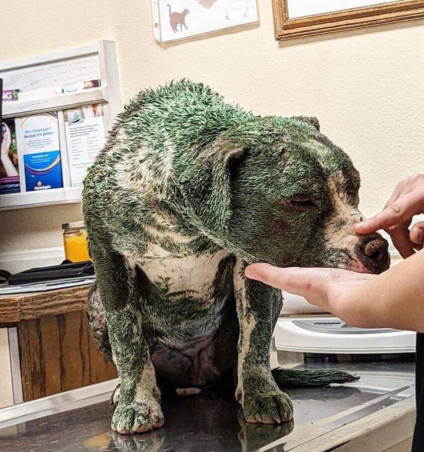 Update on defeated four-month-old puppy painted green
