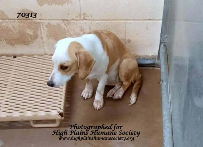 Young scared dachshund needs a chance out of New Mexico shelter