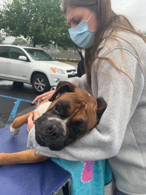 Update on Amish puppy mill survivor rushed to emergency hospital