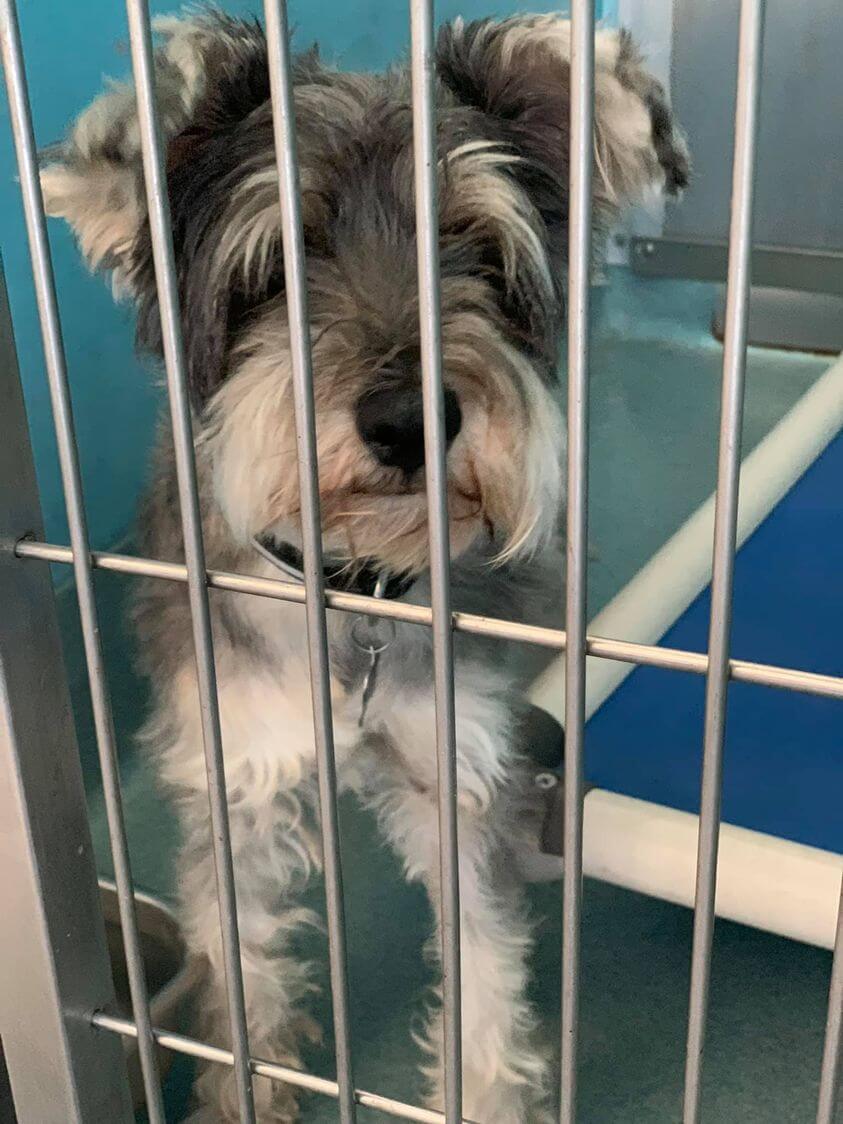 ‘Clyde’ was surrendered to shelter by his owner and our hearts break watching his sad face waiting for his family’s return