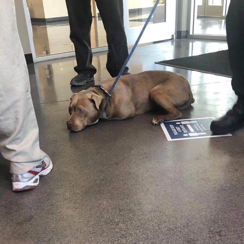 UPDATE: Heartbroken dog traumatized by owner’s death dragged into Kansas shelter