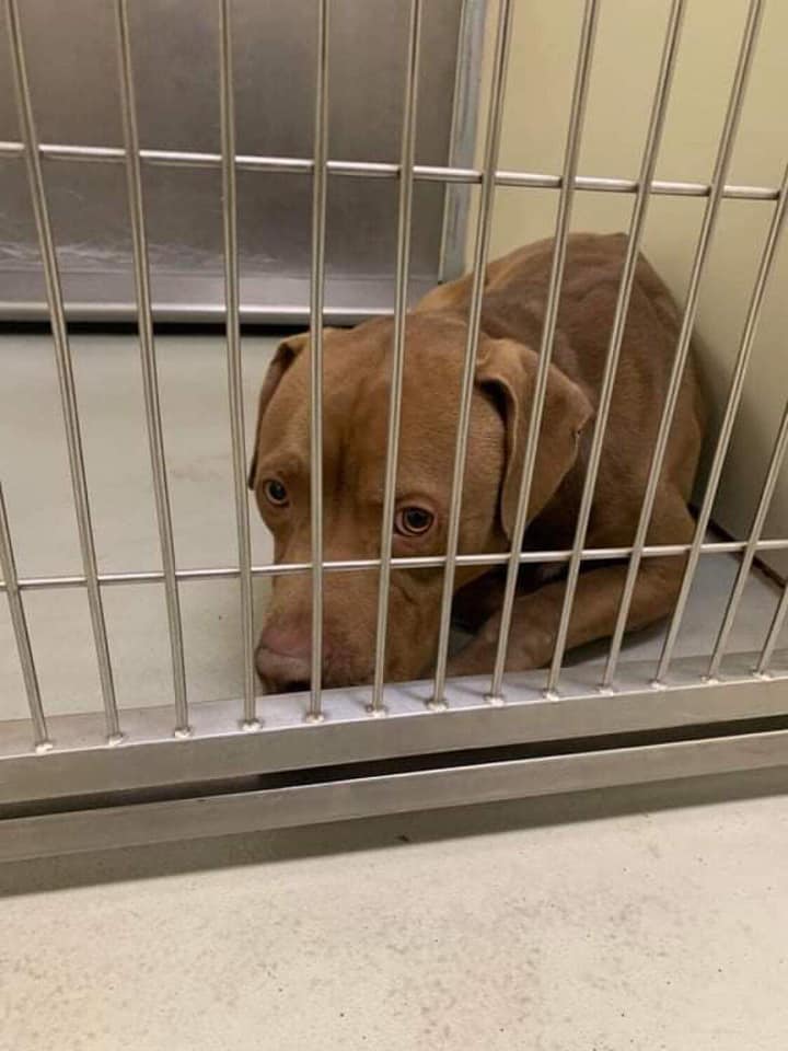 Help needed: Terrified shelter stray has spent nearly two weeks trembling in his kennel