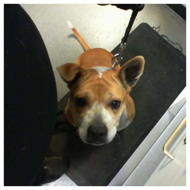 Charlotte shelter achieves 90% save rate and is now ‘no-kill’