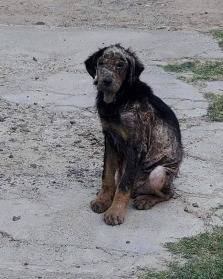 ‘Coal’ had an owner who didn’t care whether or not his dog suffered