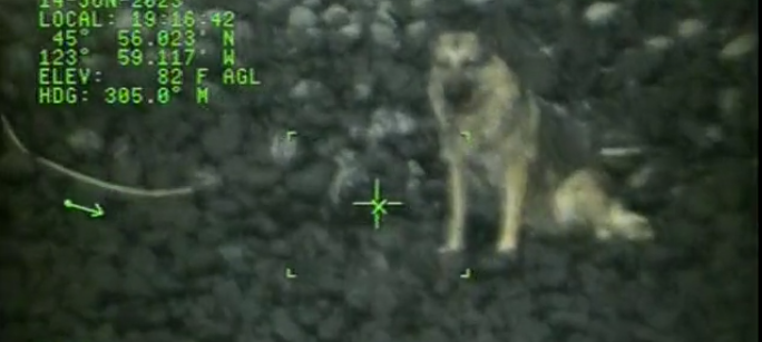 Coast Guard rescued German shepherd who fell off 300 feet cliff