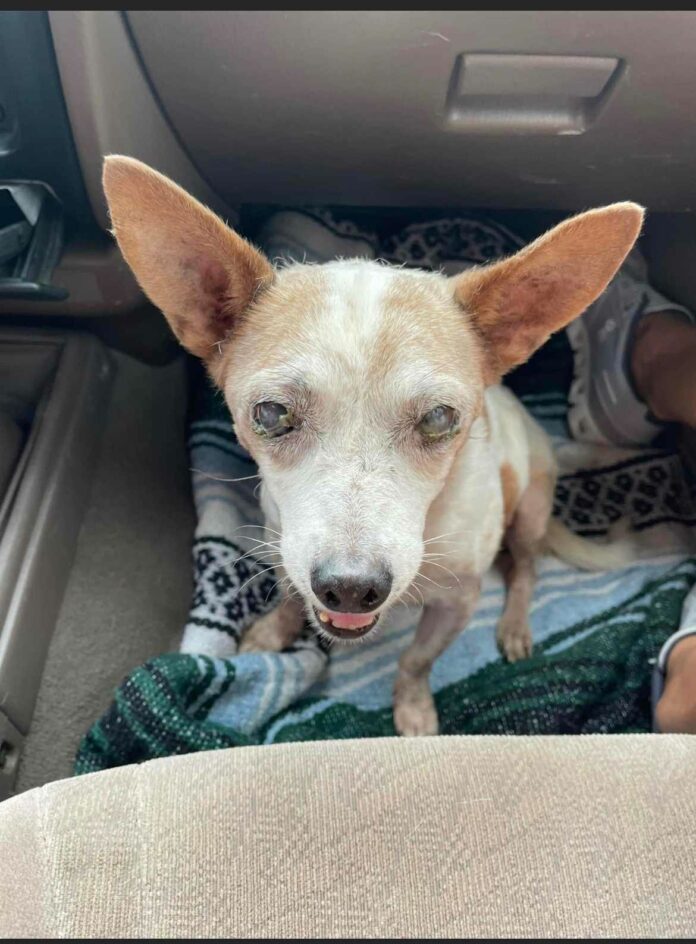 Cochise County pup