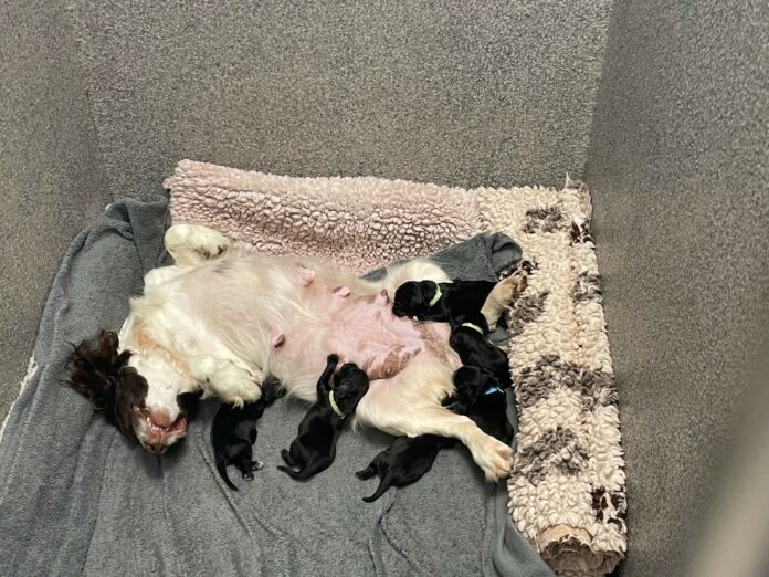 Police officers rescue bag full of puppies just moments before they were to be killed