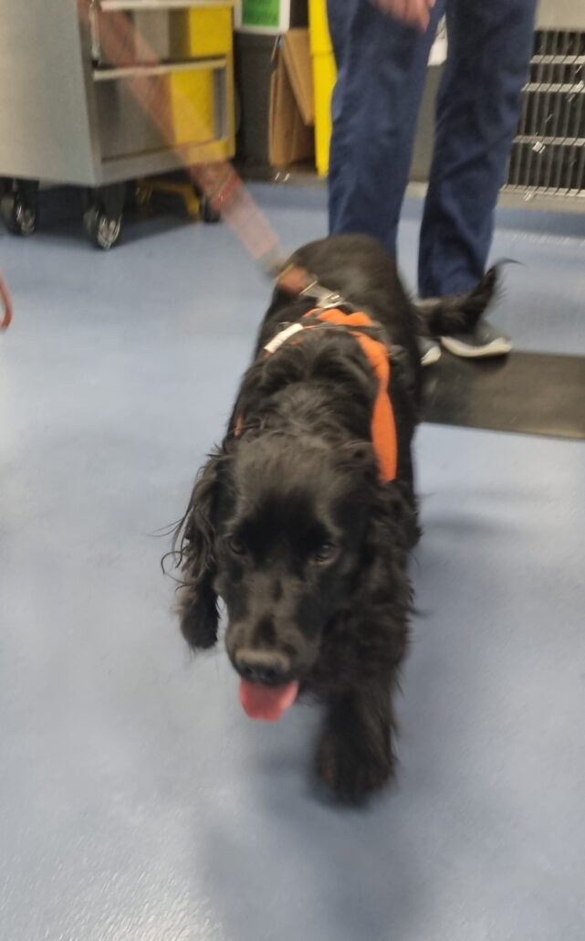 cocker-spaniels-2-641x1030-1