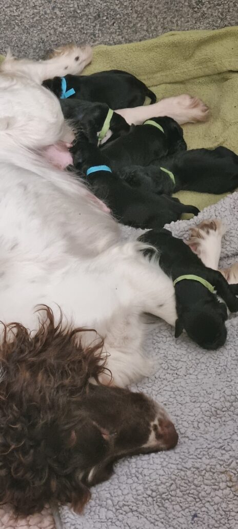 cocker-spaniels-464x1030-1