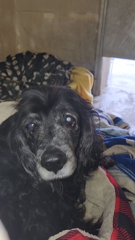 Cocker Spaniel's last day