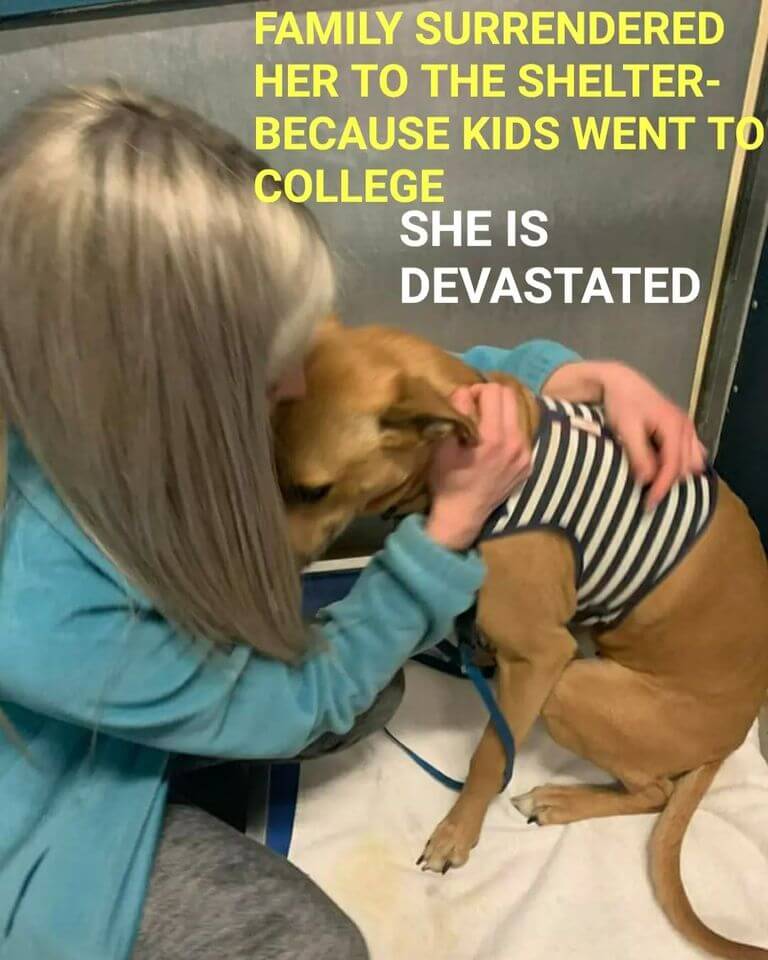 Loyal pup gets dumped at shelter and she is devastated